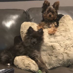 Meet your Posher, Annmarie